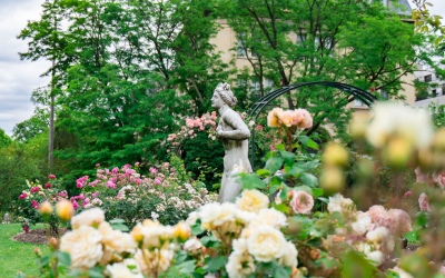 How to Grow a: Rose Garden